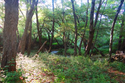 Kakopetria Forest